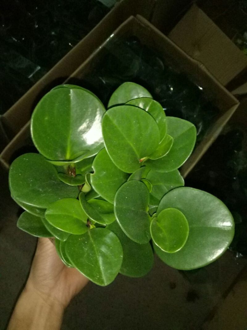 豆瓣绿