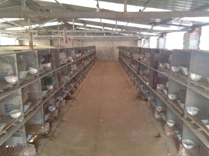 肉兔1~3