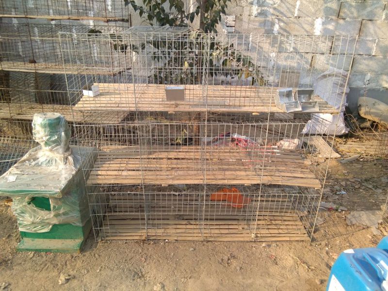 肉兔1~3