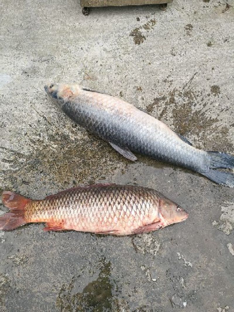 江鲤鱼食用2~3公斤