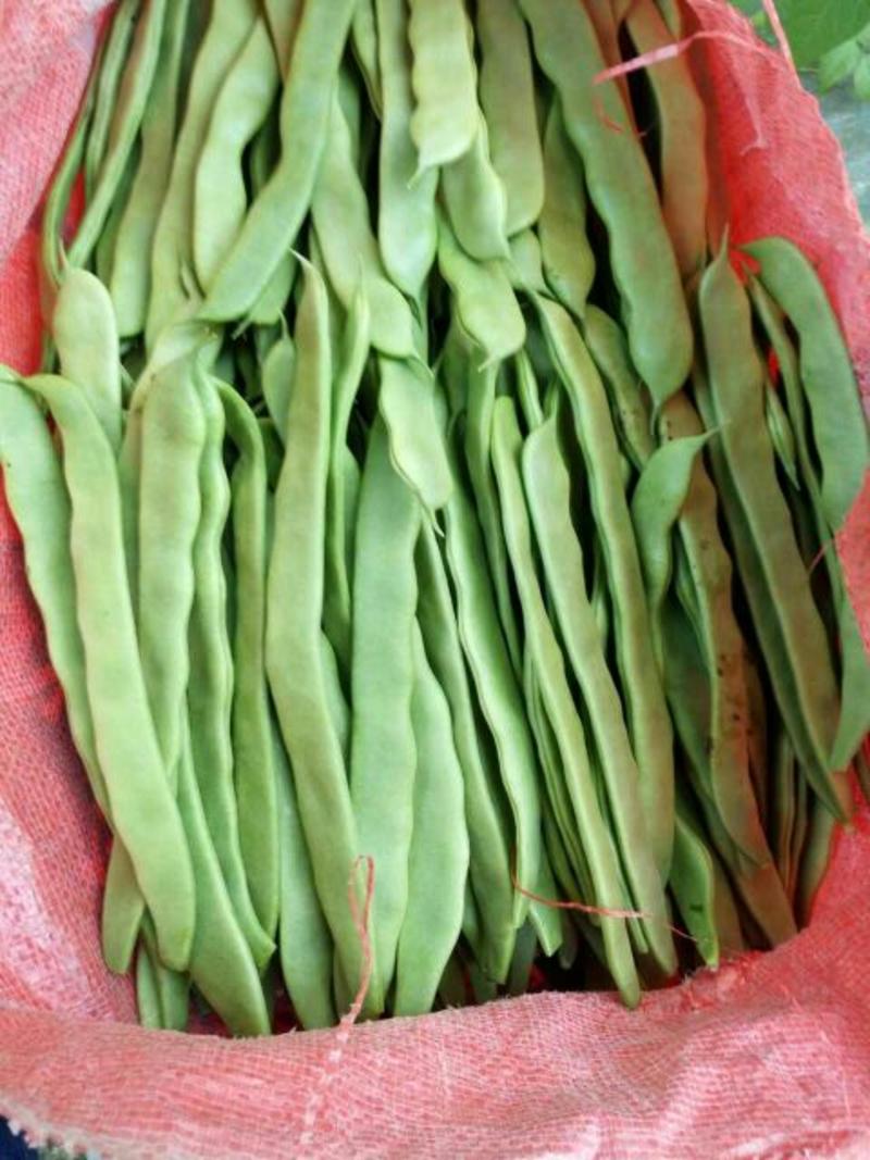 绿扁豆15厘米以上1厘米以上