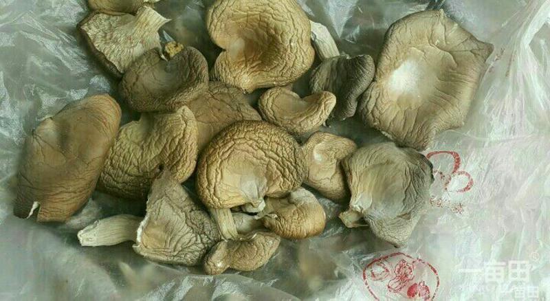 河北邯郸基地直供干蘑菇3cm凤尾菇精选货源