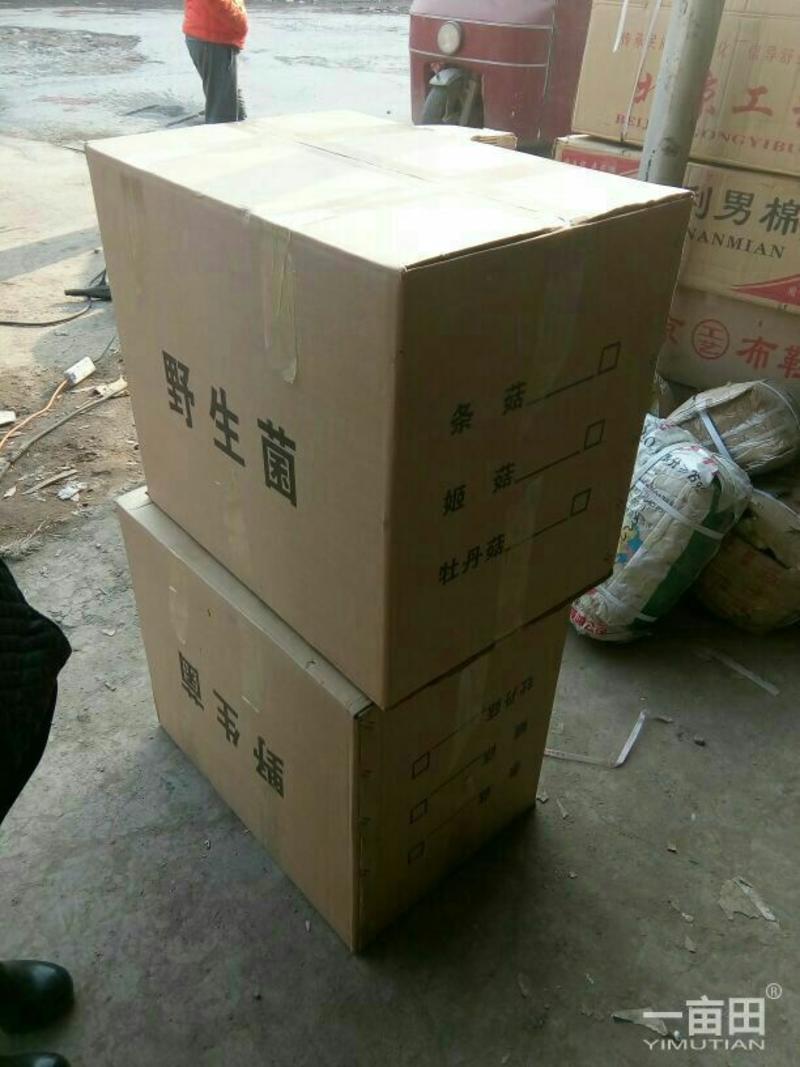河北邯郸基地直供干蘑菇3cm凤尾菇精选货源