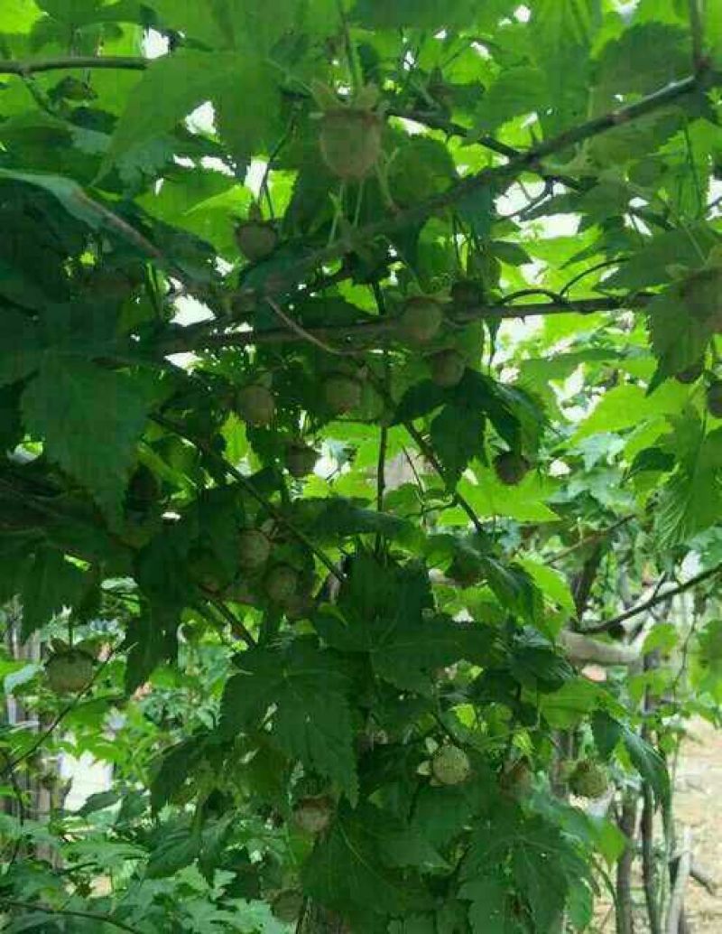 覆盆子苗