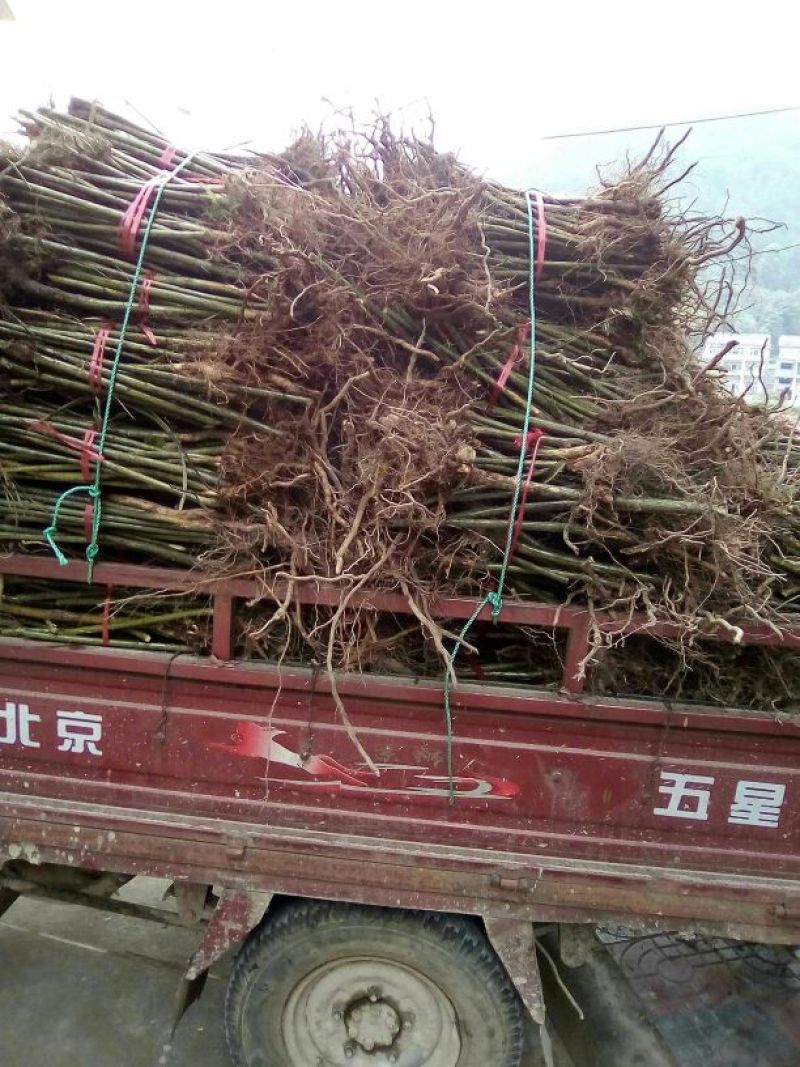 覆盆子苗