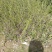 水腊50~80cm高甘肃陕北营养杯绿离水蜡