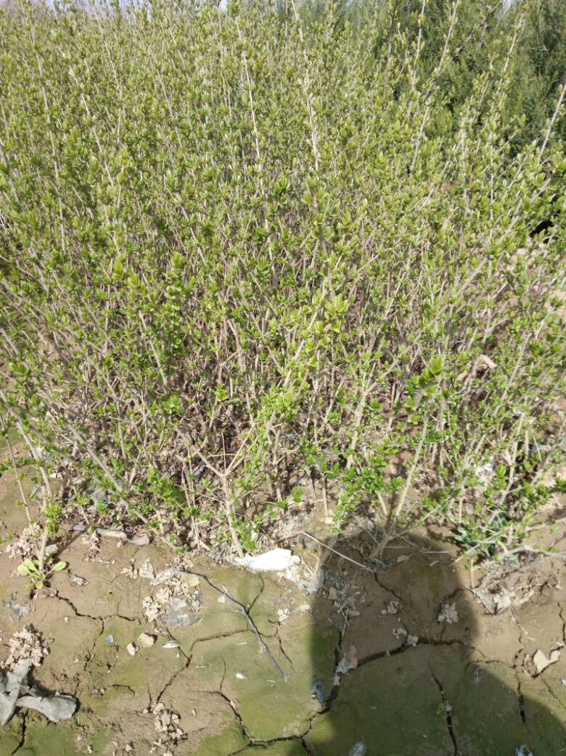 水腊50~80cm高甘肃陕北营养杯绿离水蜡