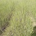 水腊50~80cm高甘肃陕北营养杯绿离水蜡