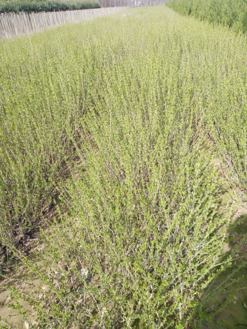水腊50~80cm高甘肃陕北营养杯绿离水蜡