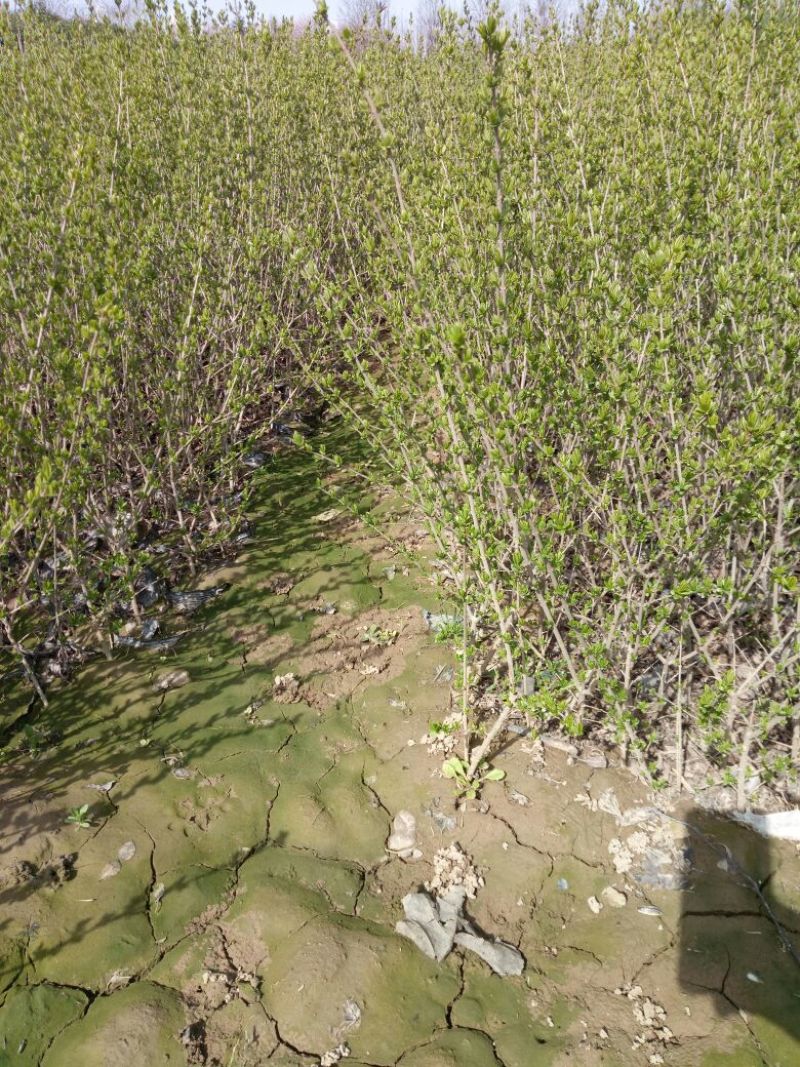 水腊50~80cm高甘肃陕北营养杯绿离水蜡