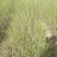 水腊50~80cm高甘肃陕北营养杯绿离水蜡