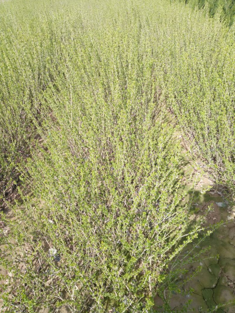 水腊50~80cm高甘肃陕北营养杯绿离水蜡