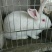 獭兔1~3kg