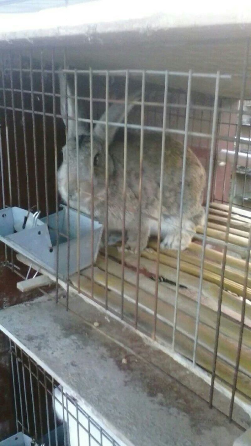 獭兔1~3kg
