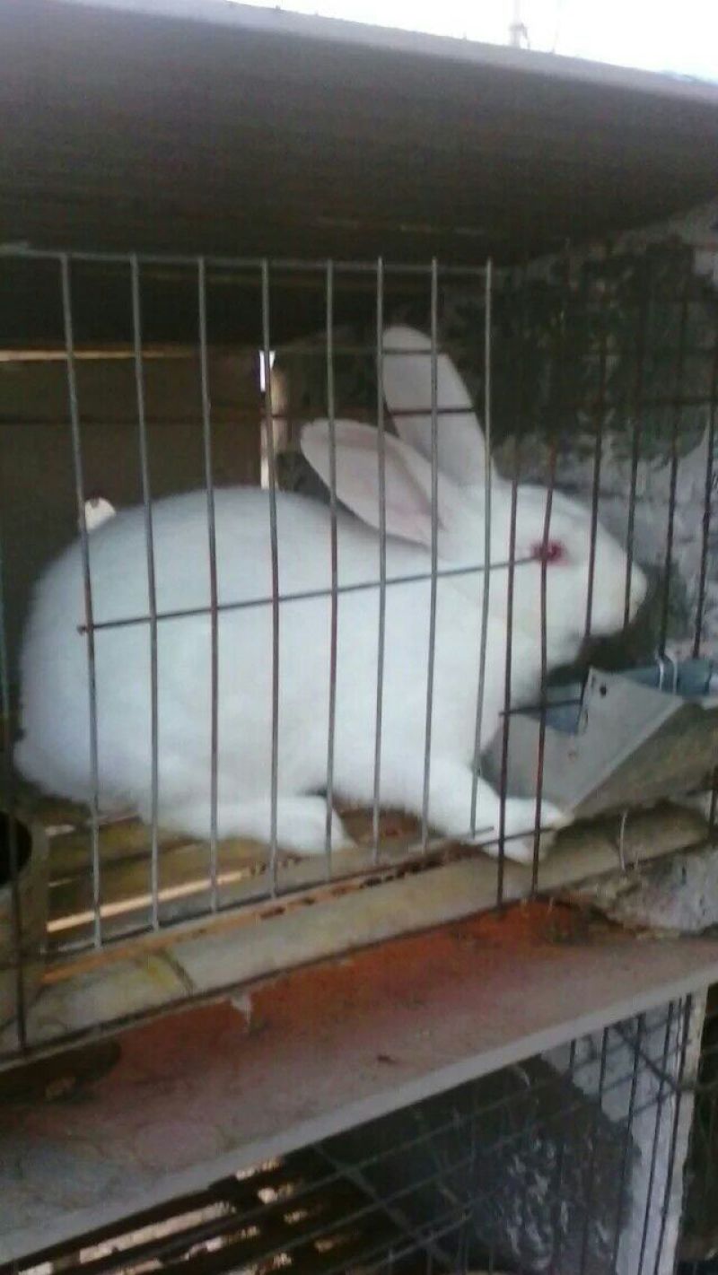 种兔2~3kg