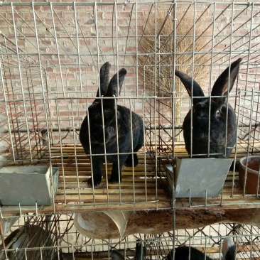 种兔2~3kg