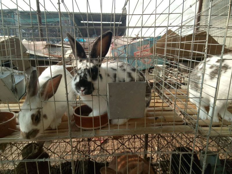 种兔2~3kg