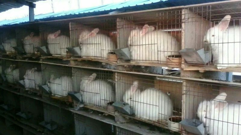 杂交野兔3~5