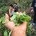 普洱茶
