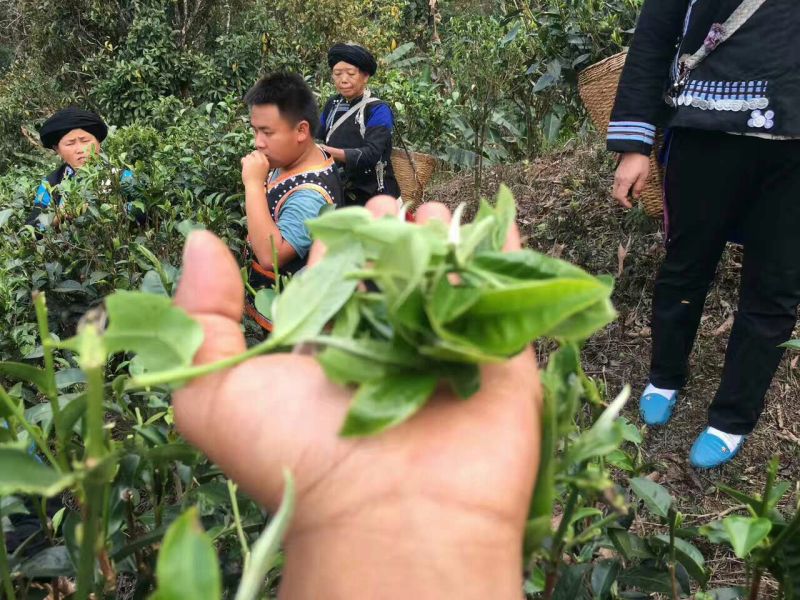 普洱茶