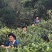 普洱茶