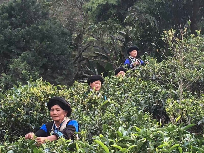 普洱茶