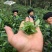 普洱茶