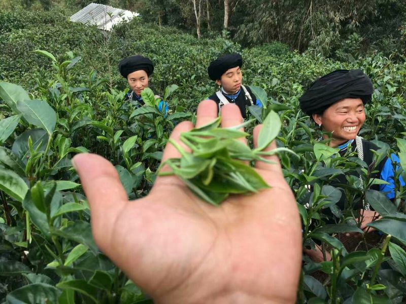 普洱茶