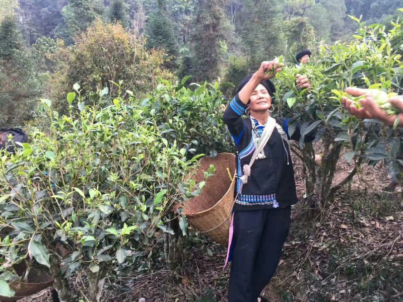 普洱茶