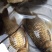 白鲫