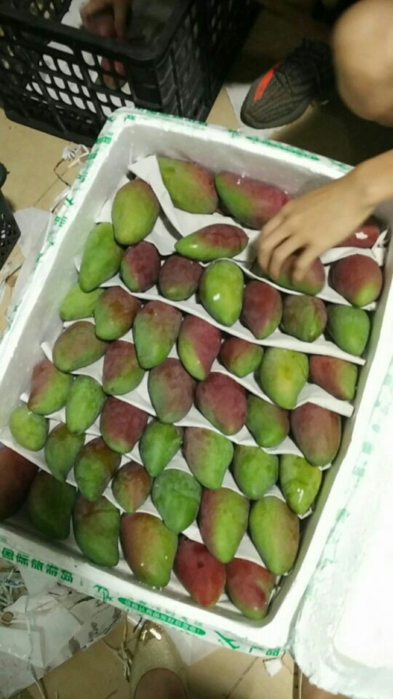 田阳贵妃芒小贵妃水分足甜度高，电商市场货支持线上交易
