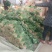 【推荐】优选大叶菠菜25~30厘米各种蔬菜代办代发量大