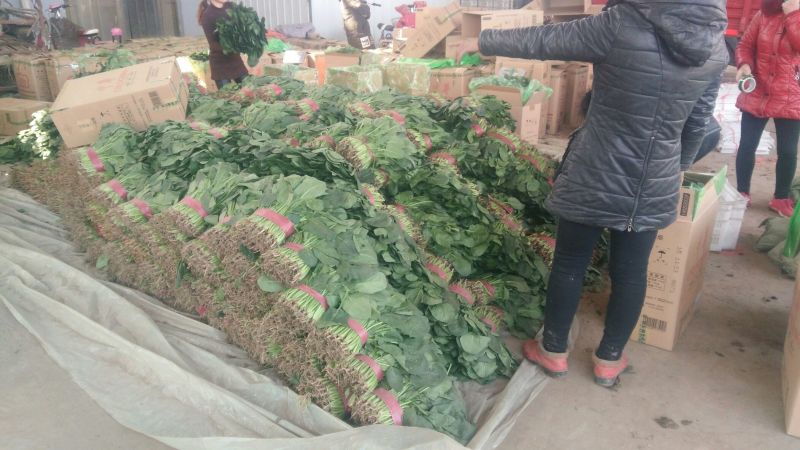 【推荐】优选大叶菠菜25~30厘米各种蔬菜代办代发量大