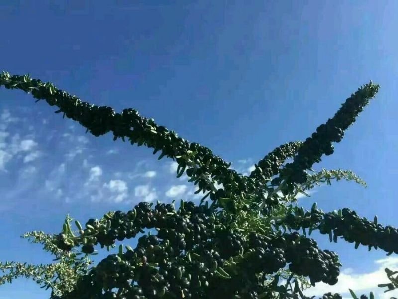 枸杞