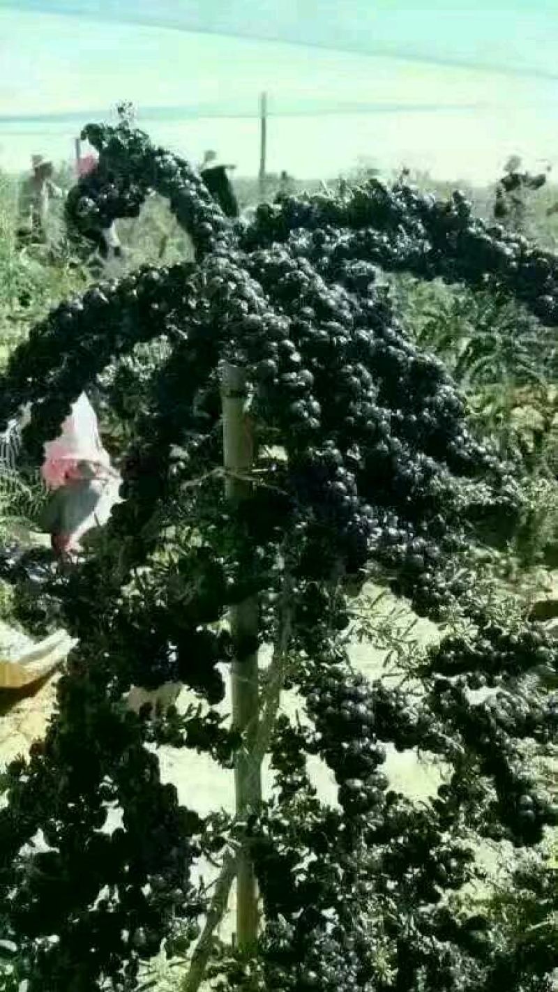 枸杞