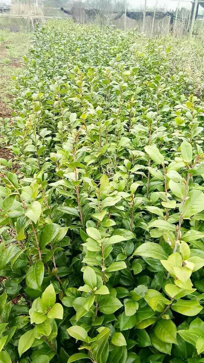 广西茶花苗红露贞赤丹占地茶花10~20cm高包邮