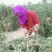 红枸杞头茬干货