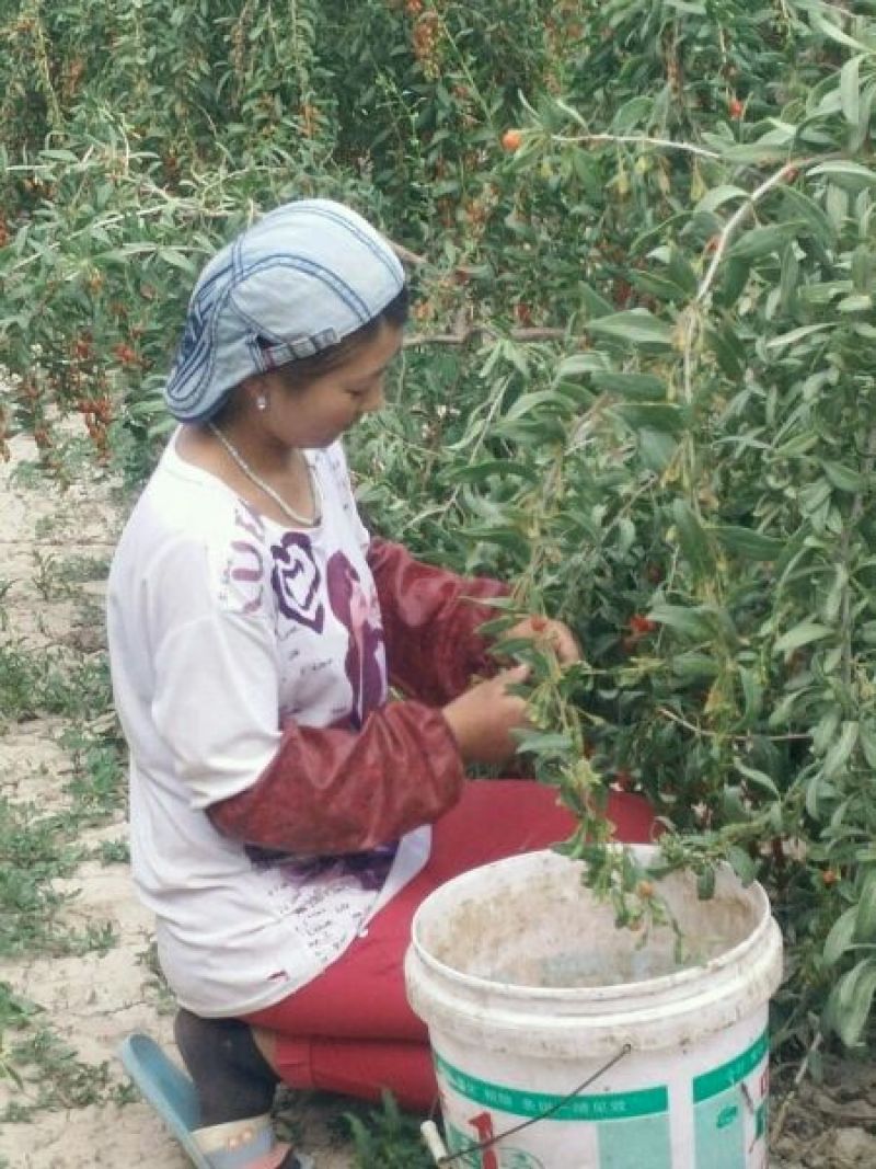 红枸杞头茬干货