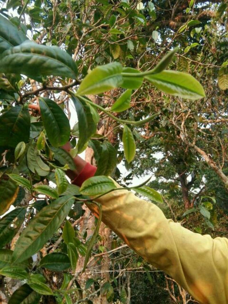 普洱茶