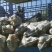 226土豆1两以上