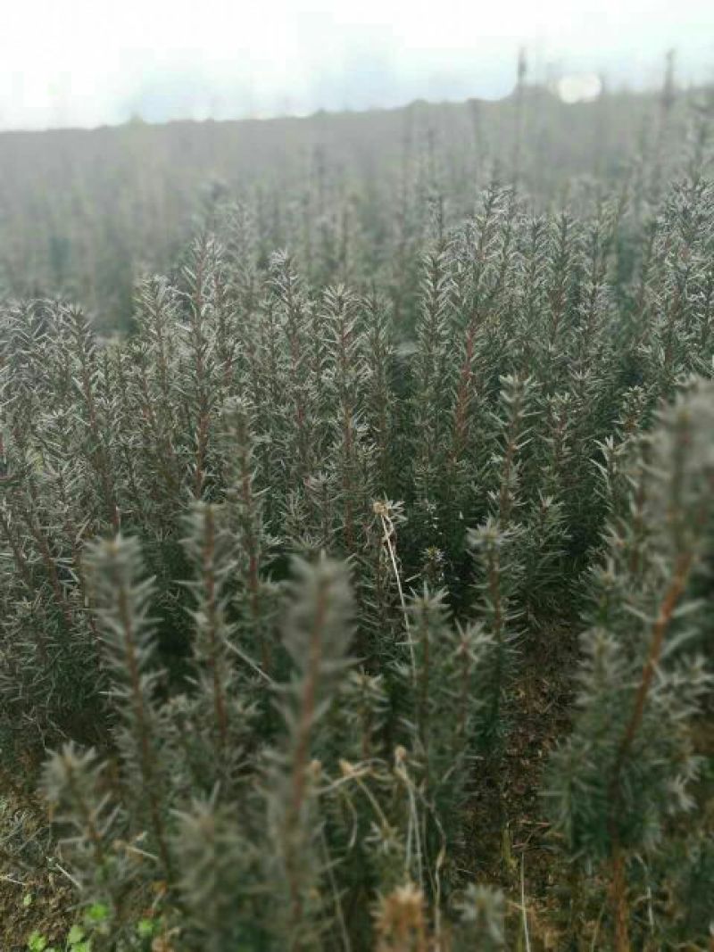 曼地亚红豆杉苗。北方曼地亚，引进正宗美国曼地亚