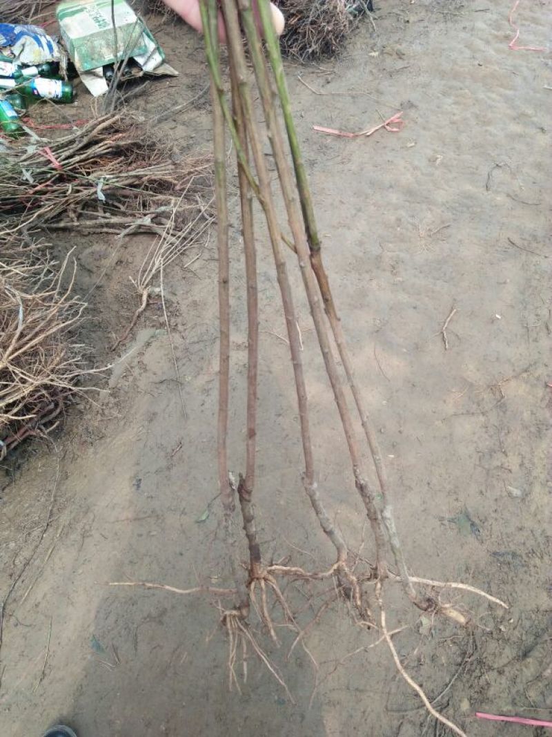 李子树苗50~100cm脆红李树苗欢迎选购
