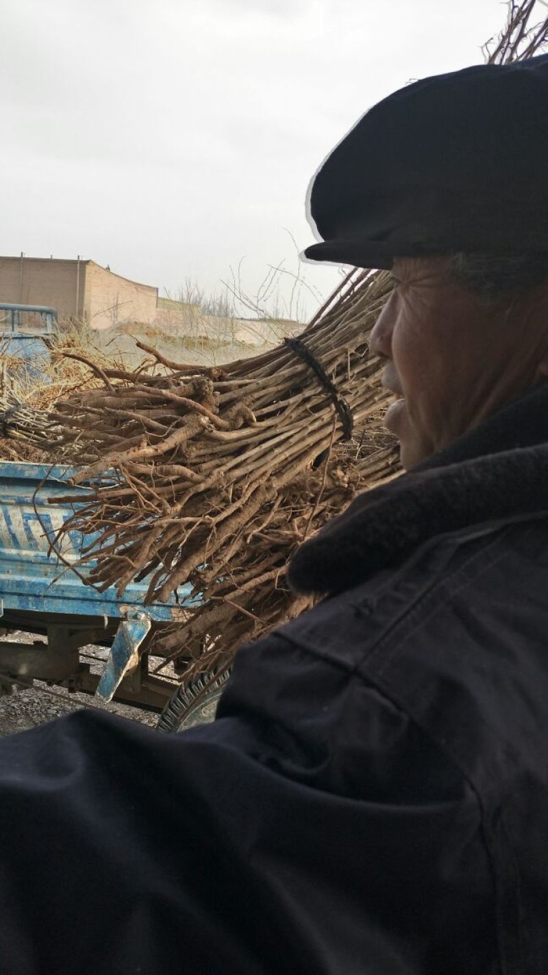 黑枸杞苗红枸杞苗，七号