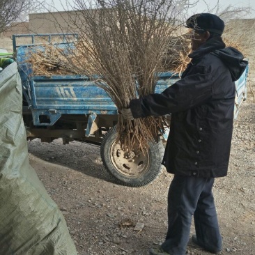 黑枸杞苗红枸杞苗，七号