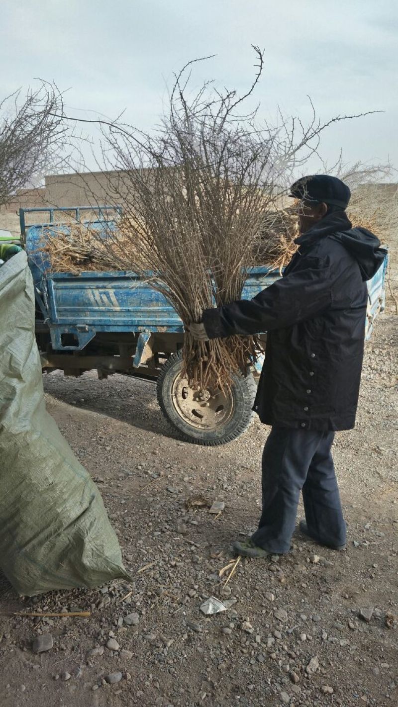 黑枸杞苗红枸杞苗，七号
