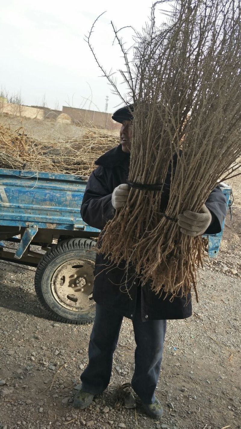黑枸杞苗红枸杞苗，七号