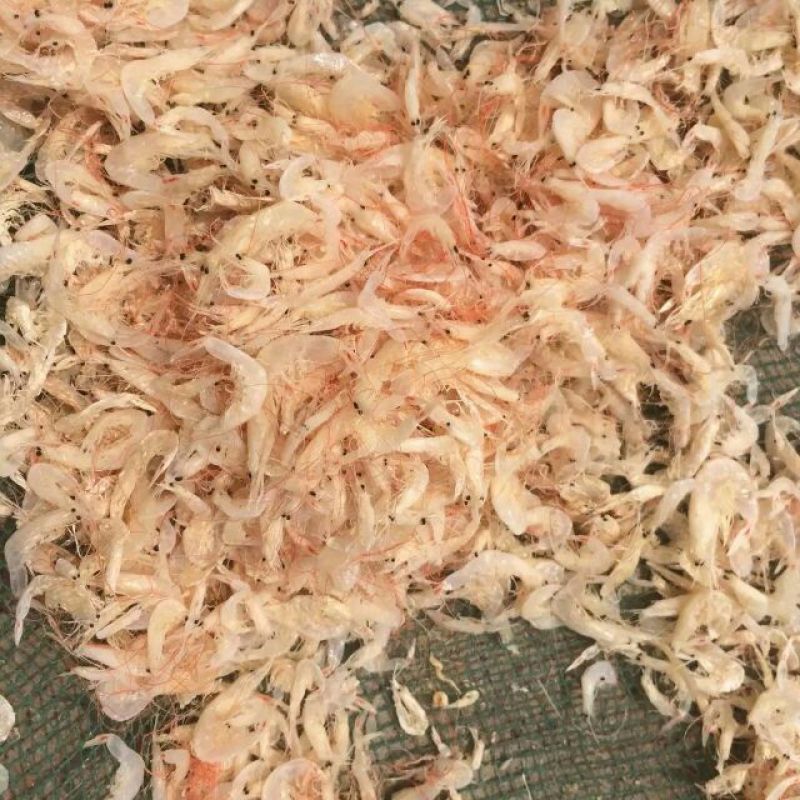 虾皮渤海湾毛虾皮自加工，品质保障大量