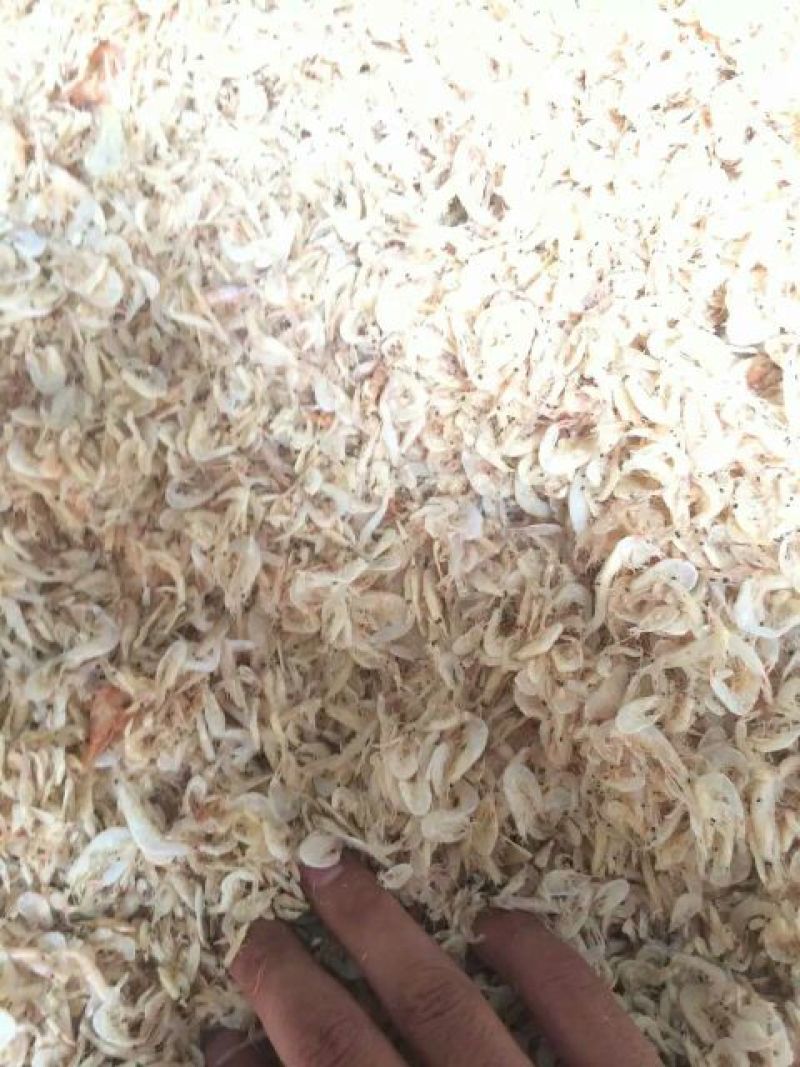 虾皮渤海湾毛虾皮自加工，品质保障大量