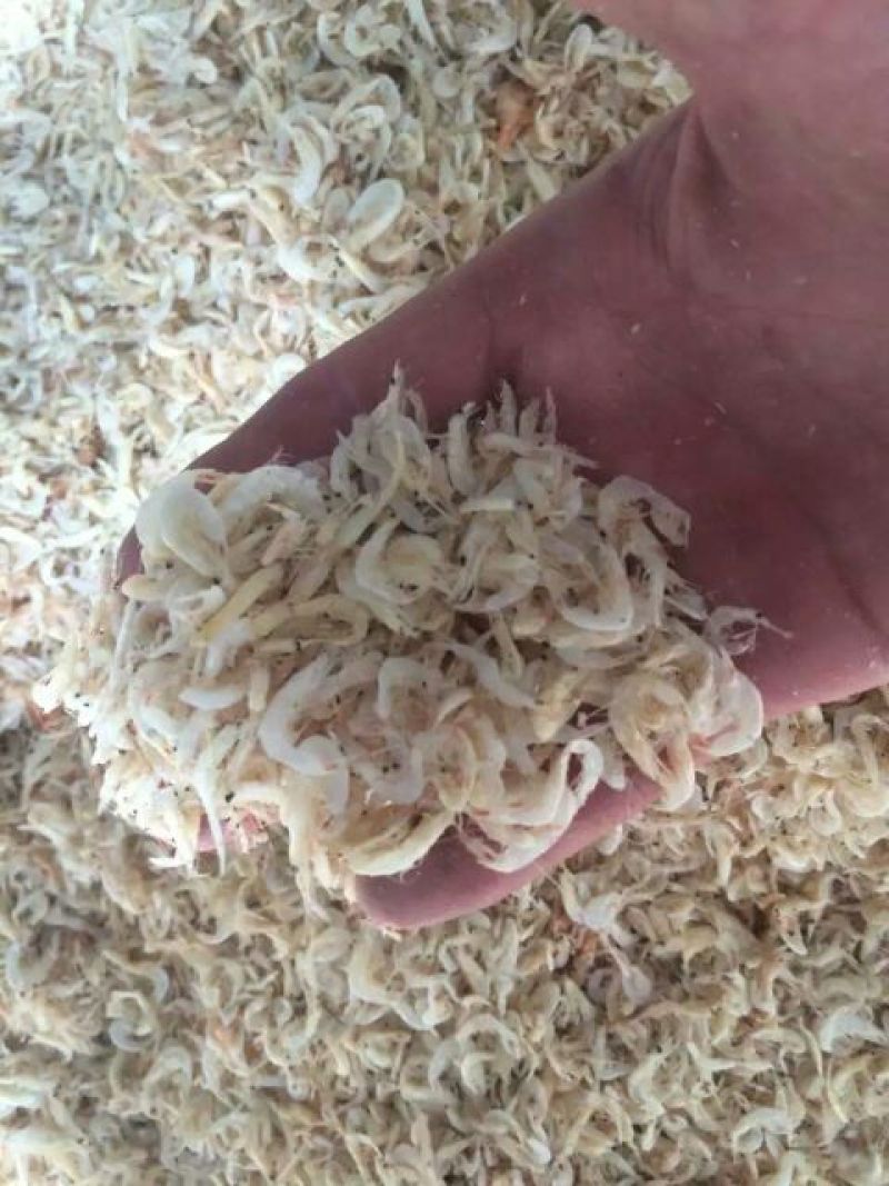 虾皮渤海湾毛虾皮自加工，品质保障大量