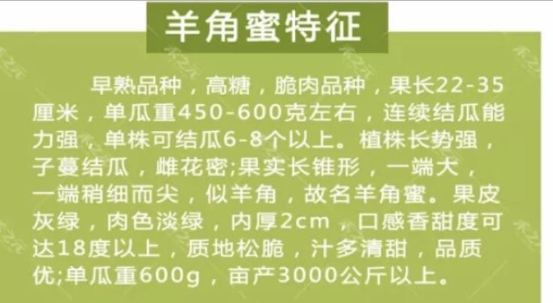 甜瓜种子